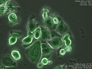 Basic Medical Sciences - Research | The University of Arizona College