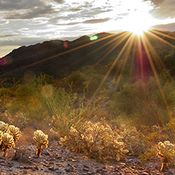 Arizona Desert