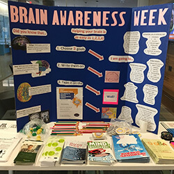 A Brain Awareness Week Display