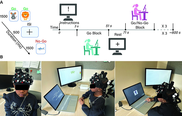 Task, recording, and analysis. Children respond to frequent "Go" cues and withhold responses to a rare "No-Go" cue (A) while wearing a 32-channel fNIRS cap (B). Optical signals are converted to hemoglobin concentrations, cleaned of motion and systemic physiology, and analyzed channel by channel across the prefrontal cortex. Navarathna, Novi, et al., 2026 (under review).