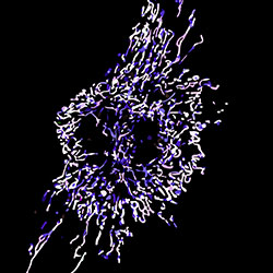 Translational Neurosciences - Mitocel Photo