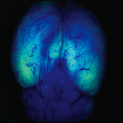 Translational Neurosciences - About the Department