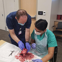 Dr. Unzek Watches a Fellow Dissect a Cow's Heart