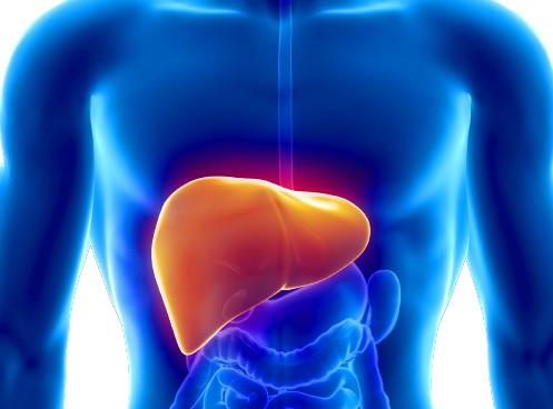 A graphic highlighting the liver in the human body