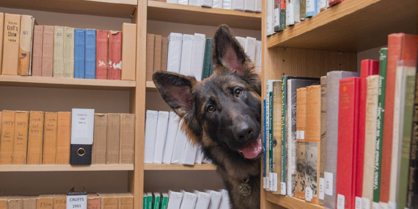 Dog at the library