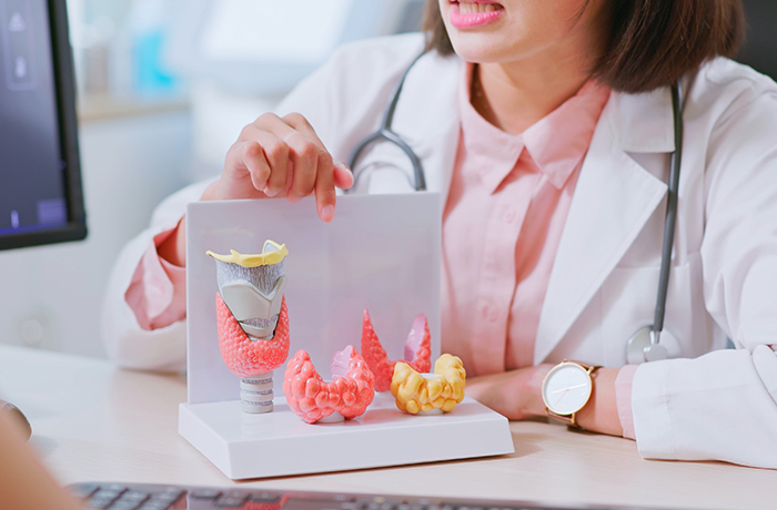 A doctor talks to a patient about their endocrine system