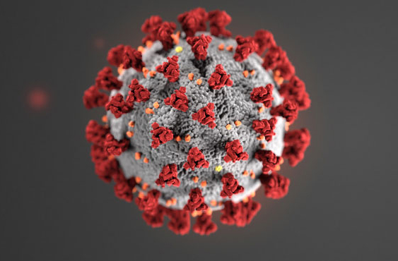 The Coronavirus as Seen through a Microscope