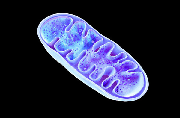 A mitochondria cell