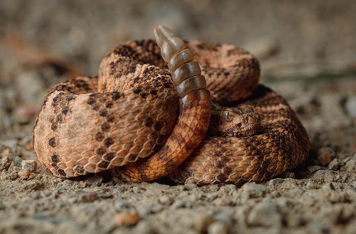 A tiger rattlesnake from SE Arizona