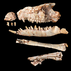 Tamirkhan balcarceli — the skull and partial hindlimb (photo credit: Nicole Wong/©AMNH)