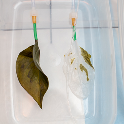 Regular Spinach Leaf and a Decellularized Leaf