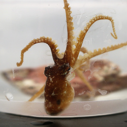 Dr. Fisher's Octopus