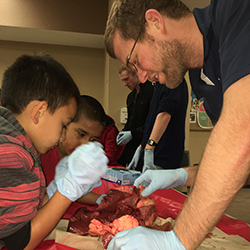 Wildcat Night Dissecting Cow Hearts