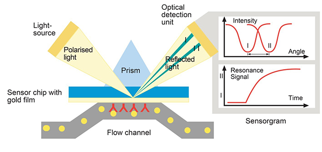 Surface Plasmon Resonance