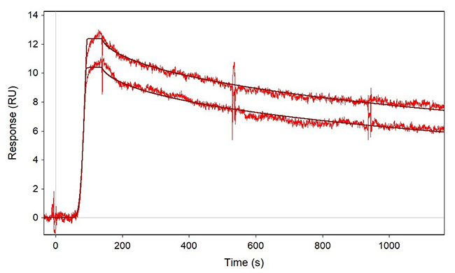 Binding Affinity Analysis and Characterization 