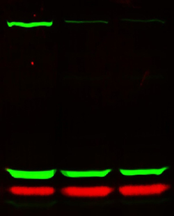 Quantitative Fluorescent Western Blotting