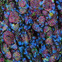 10x Genomics image 2