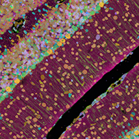 10x Genomics image 3