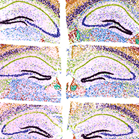 10x Genomics image 2