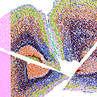 10x Genomics image 3