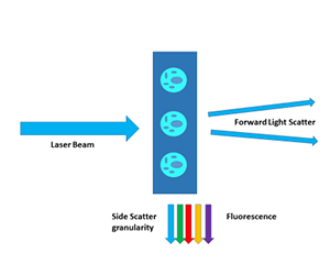 Flow Cytometry