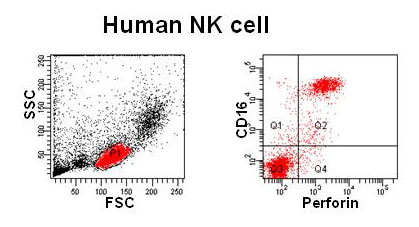 humannk-cell.jpg