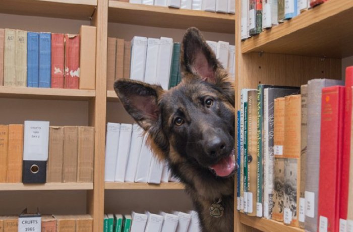 Dog at the library