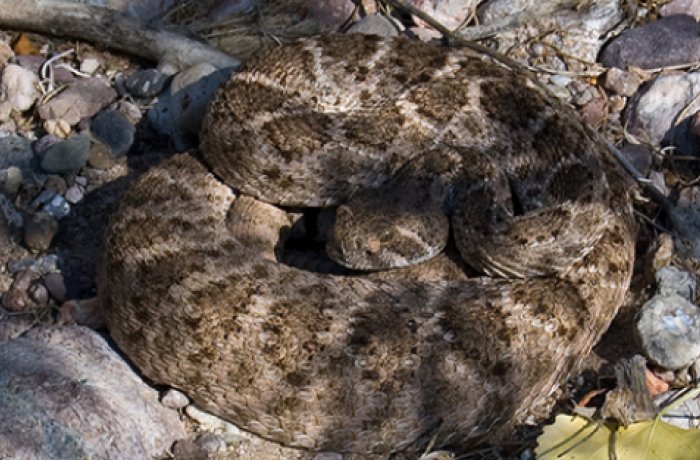 A Rattlesnake 