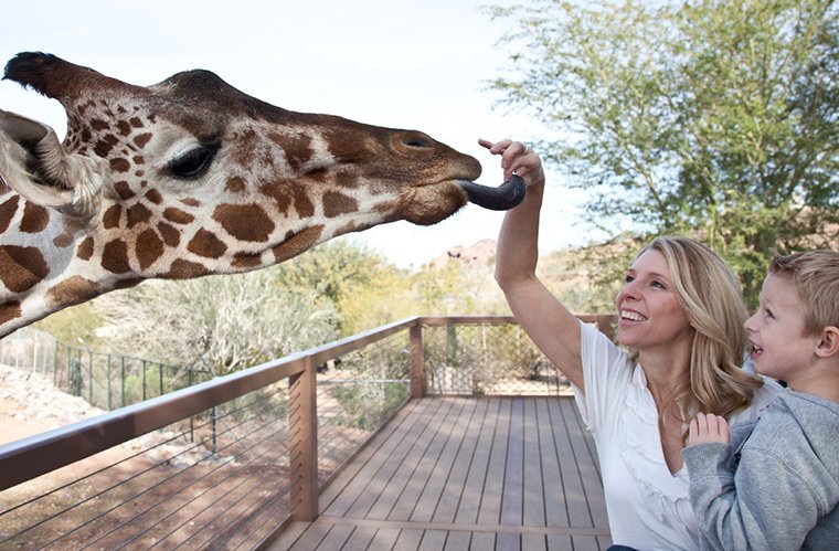 Feeding a Giraffe at the Phoenix Zoo