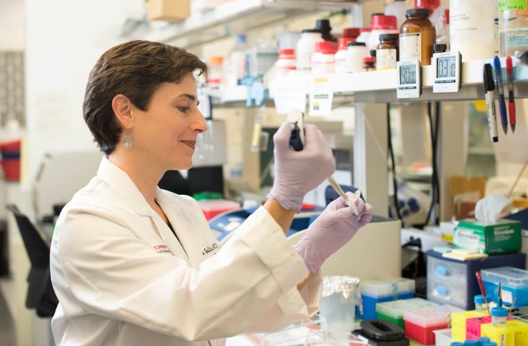 Amelia Gallitano, MD, PhD, at Work in Her Lab Amelia Gallitano, MD, PhD, at Work in Her Lab