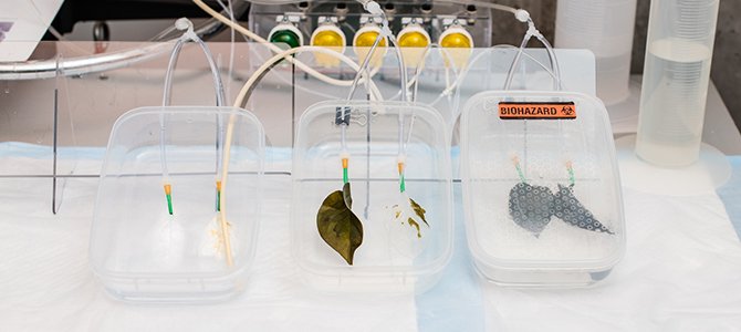 lung-on-a-leaf research