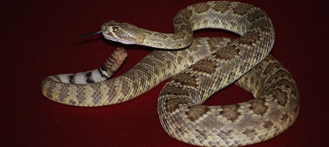An Arizona Rattlesnake Coiled