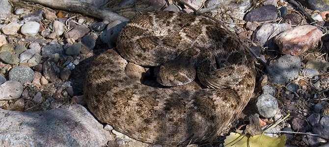 A Rattlesnake
